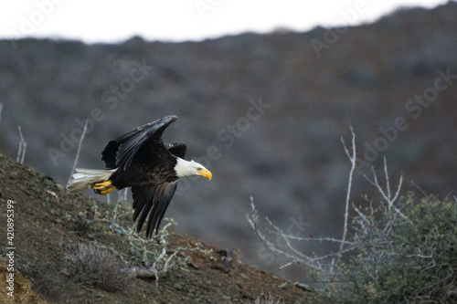 Mexican Bald Eagle taking off, San Carlos, Baja California Sur, Mexico photo