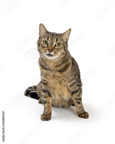 Brown Tabby Cat Sitting Looking at Camera © adogslifephoto