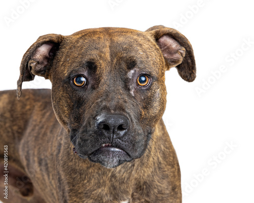 Close-up Brindle Boxer Crossbreed Dog