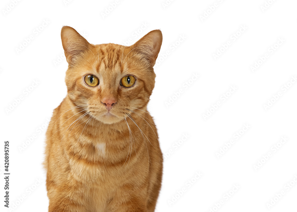 Closeup Orange Tabby Cat Looking Forward