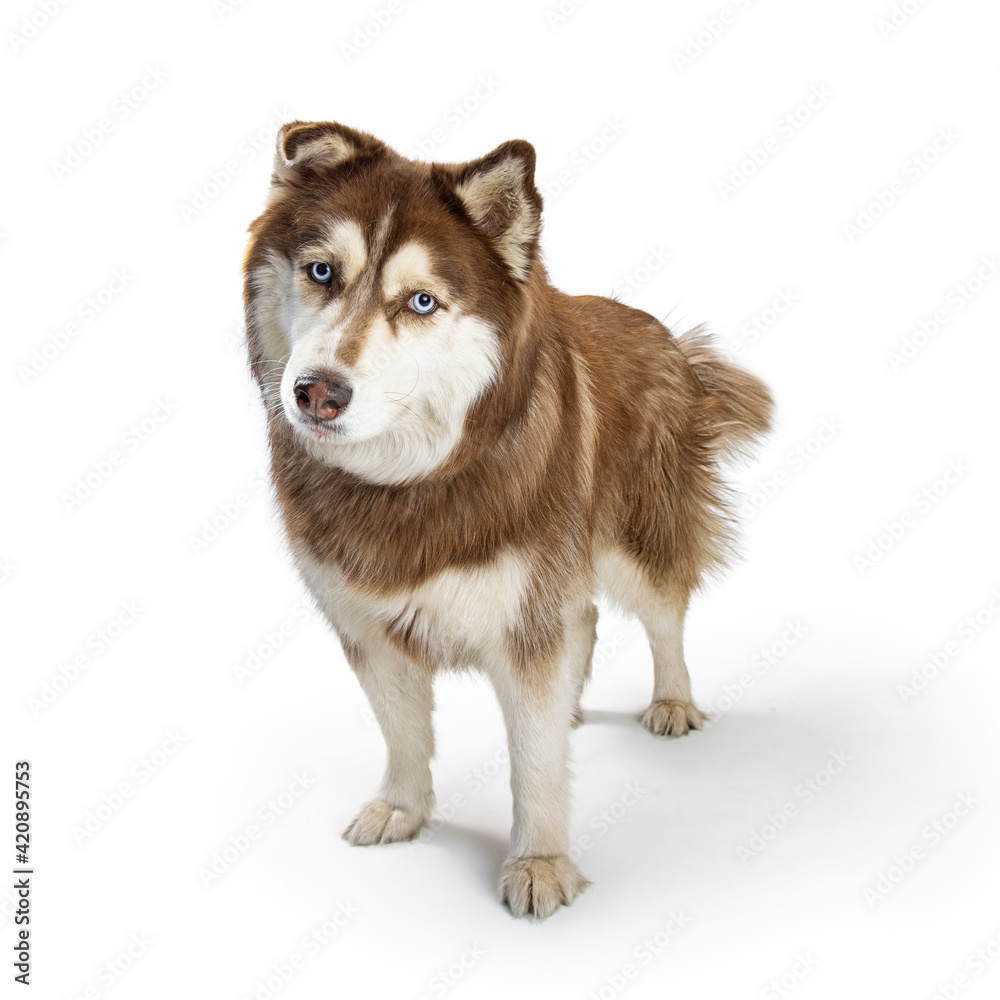Obraz premium Curious Alaskan Malamute Dog Standing on White