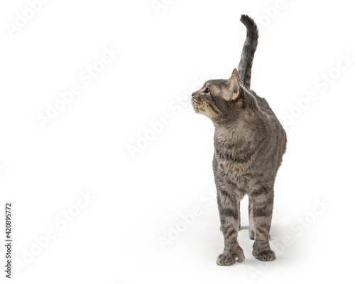 Obraz na plátně A curious grey tabby cat standing on white background facing forward turning hea