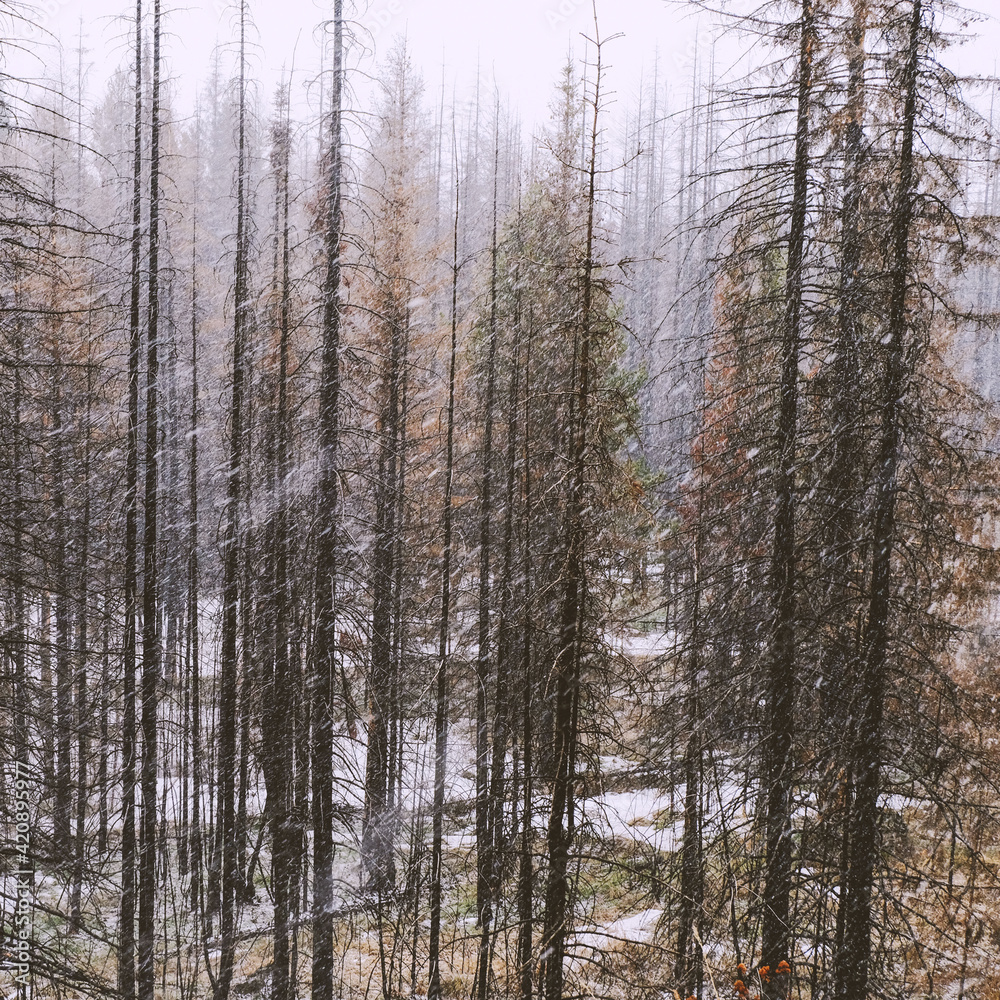 Forest in winter, Ural, Sverdlovsk, Russia