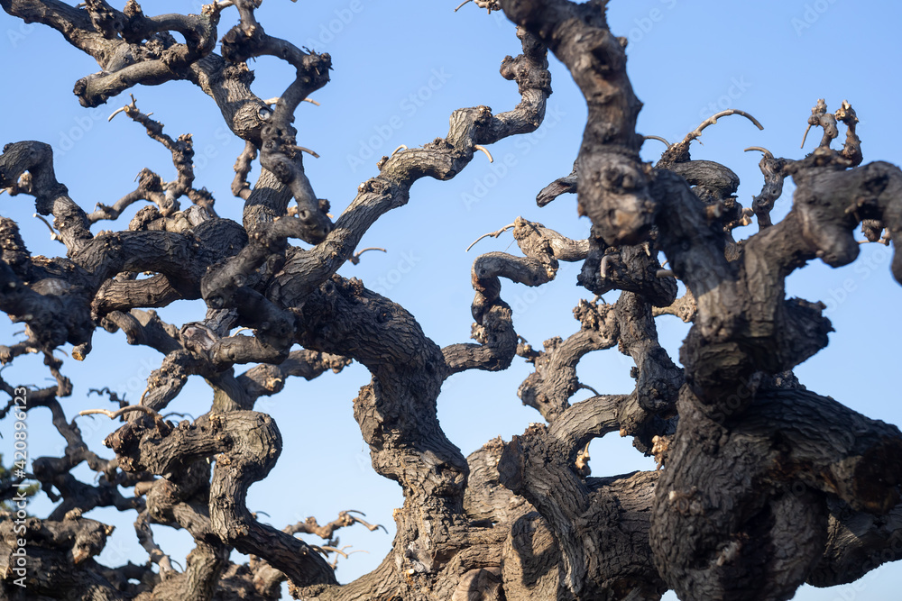 tree with many swirly branches tree with many swirly branches