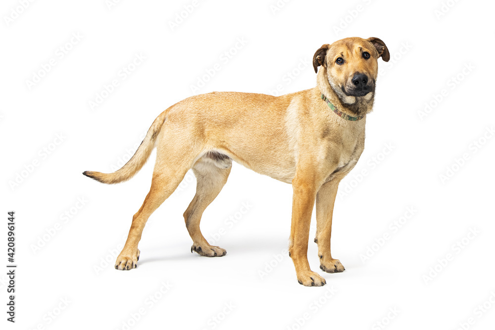 Mixed Breed Medium-Sized Cute Dog