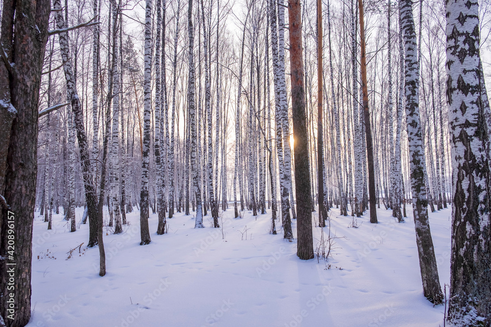 Landscape of snow covered forest Landscape of snow covered forest