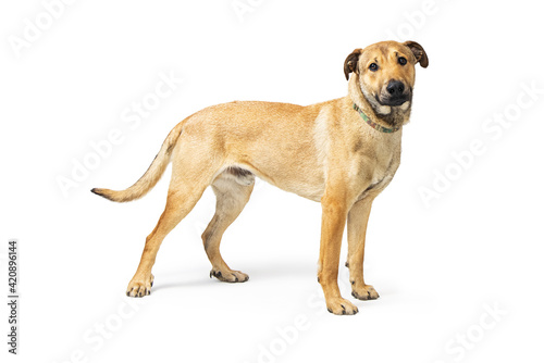 Mixed Breed Medium-Sized Cute Dog