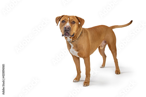 Mixed Large Breed Brown Dog Standing on White