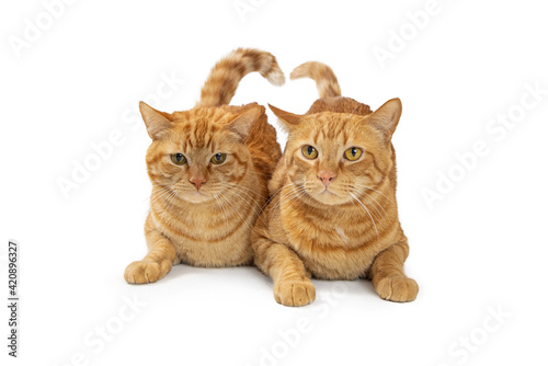 Two Orange Tabby Cats Lying Together © adogslifephoto