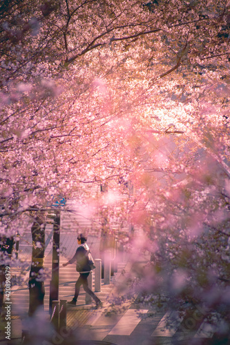 Man Walk around Cherry Blosams © kanzilyou