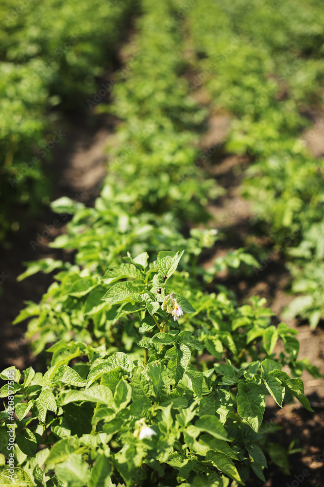Young potato plant growing on the soil.Potato bush in the garden.Healthy young potato plant in organic garden. Organic farming. Field of green potato bushes. selective focus. cope space Young potato plant growing on the soil.Potato bush in the garden.Healthy young potato plant in organic garden. Organic farming. Field of green potato bushes. selective focus. cope space