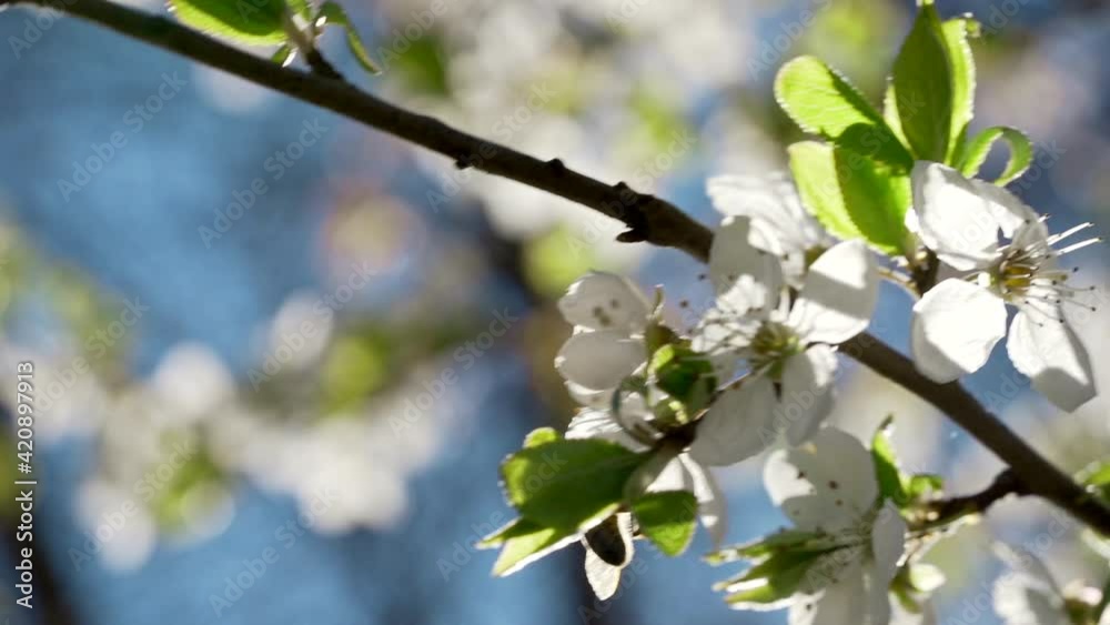 Cherry or apple blossoming branches on tree closeup against blue sky, spring sunny day. Macro footage. White blooming flowers swaying on wind, close up Cherry or apple blossoming branches on tree closeup against blue sky, spring sunny day. Macro footage. White blooming flowers swaying on wind, close up