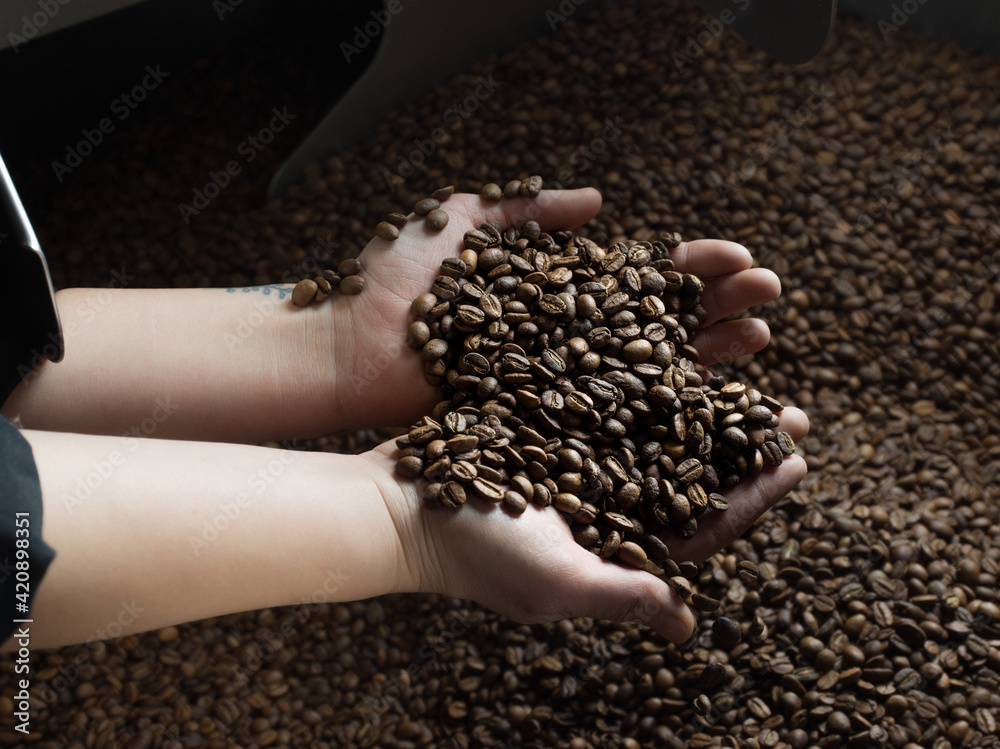 Handful of coffee beans over coffee roaster Handful of coffee beans over coffee roaster