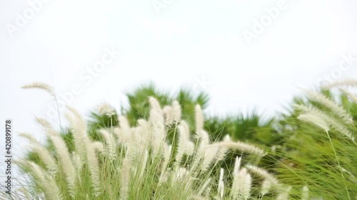 The fountain grass white in a meadow 4K