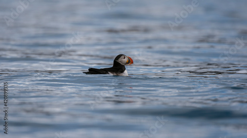 Atlantic puffin (Fratercula arctica), Krossfjorden, Spitsbergen, Svalbard, Norway photo