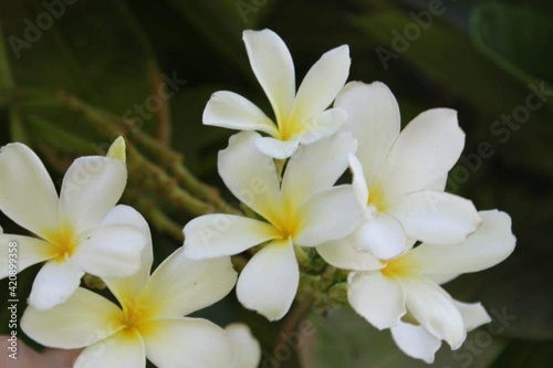 white frangipani flower © ASAS trial