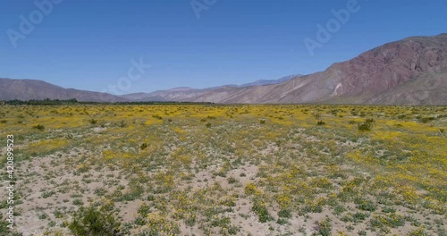 Southern California desert super bloom 2