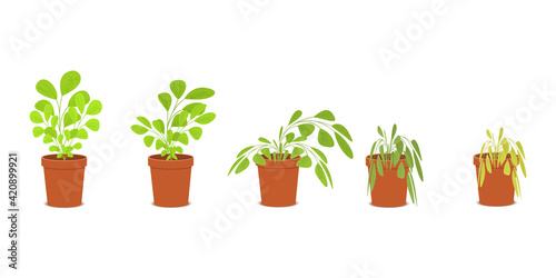 Phases of plant withering. Blossom and wilt flowers in the pots. Houseplant dying without care and watering. Vector flat cartoon illustration.