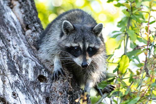 Young raccoon Procyon lotor marinus forages for food photo