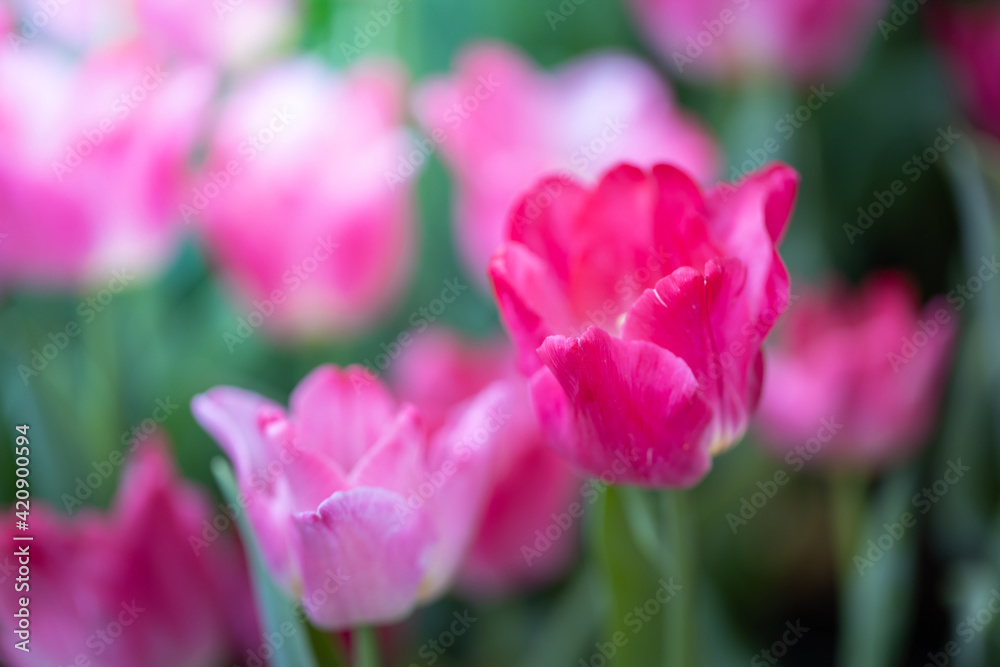 Beautiful bouquet of tulips. colorful tulips. nature background Beautiful bouquet of tulips. colorful tulips. nature background