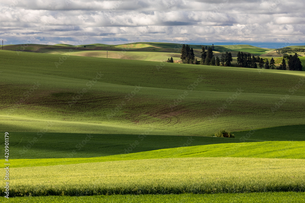 Pattern in rolling hills of the Palouse agricultural region of Eastern Washington State.