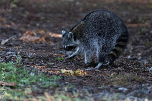 Young raccoon Procyon lotor marinus forages for food photo