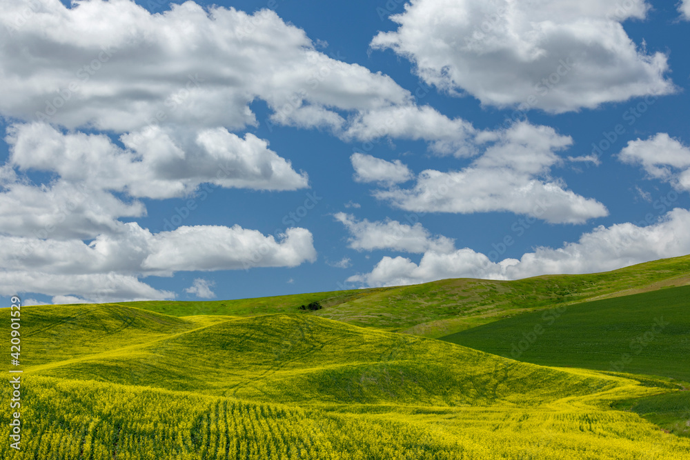 Expansive canola crop on rolling hills and cumulus clouds, Palouse agricultural region of Eastern Washington State.