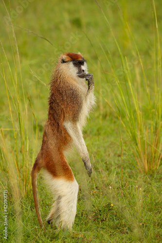 Patas Monkey (erythrocebus patas) standing on hind legs, portrait, Murchison Falls National Park, Uganda photo