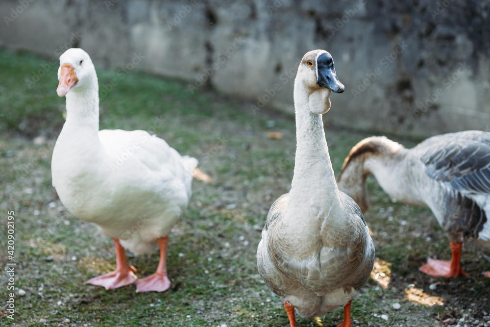 Domestic gray geese graze on the village goose farm Domestic gray geese graze on the village goose farm