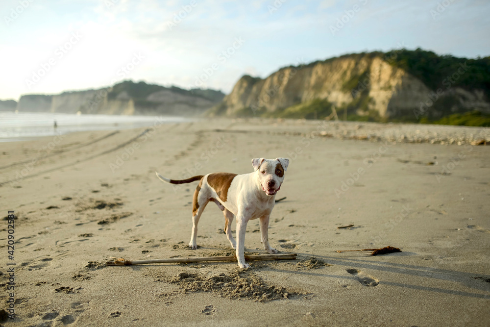 Portrait of dog on beach Portrait of dog on beach