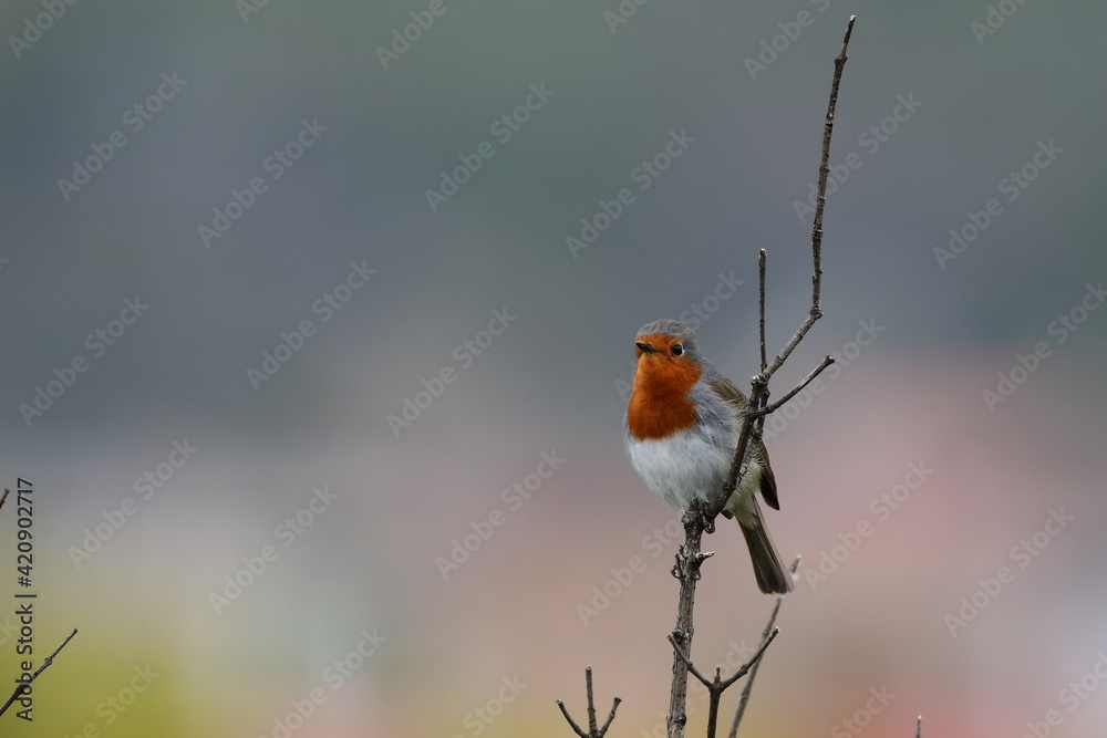 Fototapeta premium PÁJARO