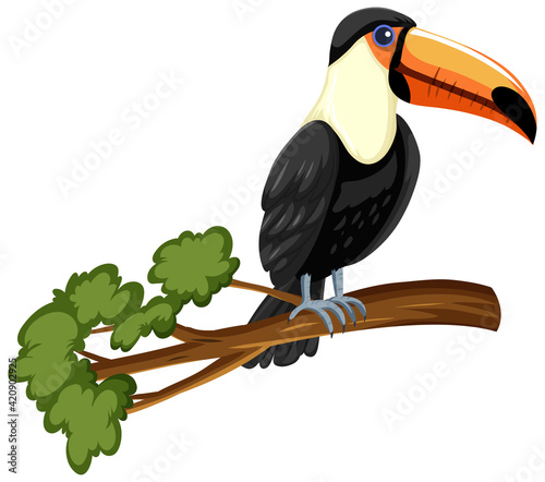 Toucan bird on a branch isolated on white background