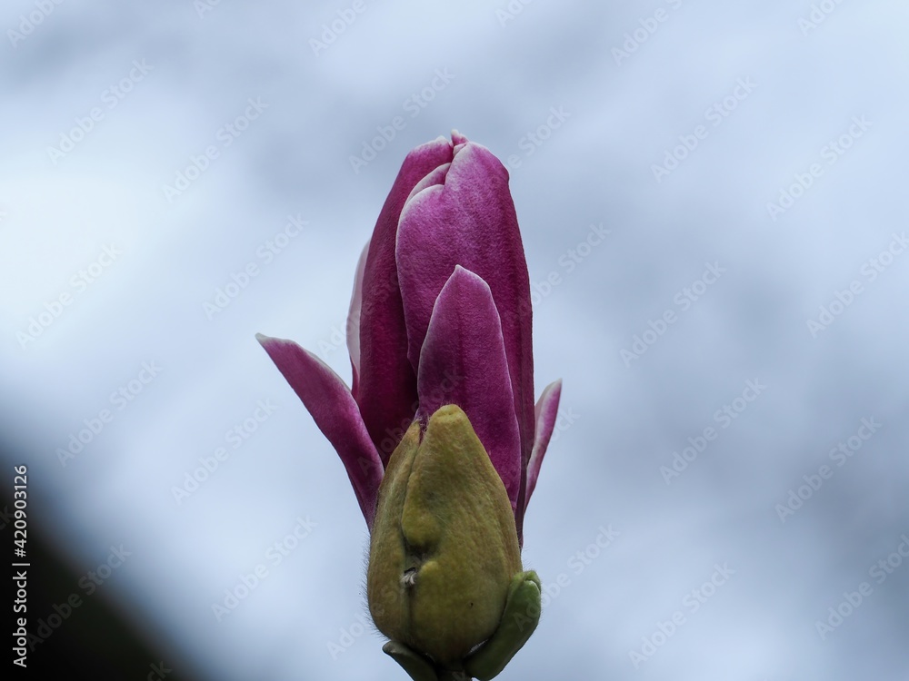 Fototapeta premium 咲き始めたシモクレンの花