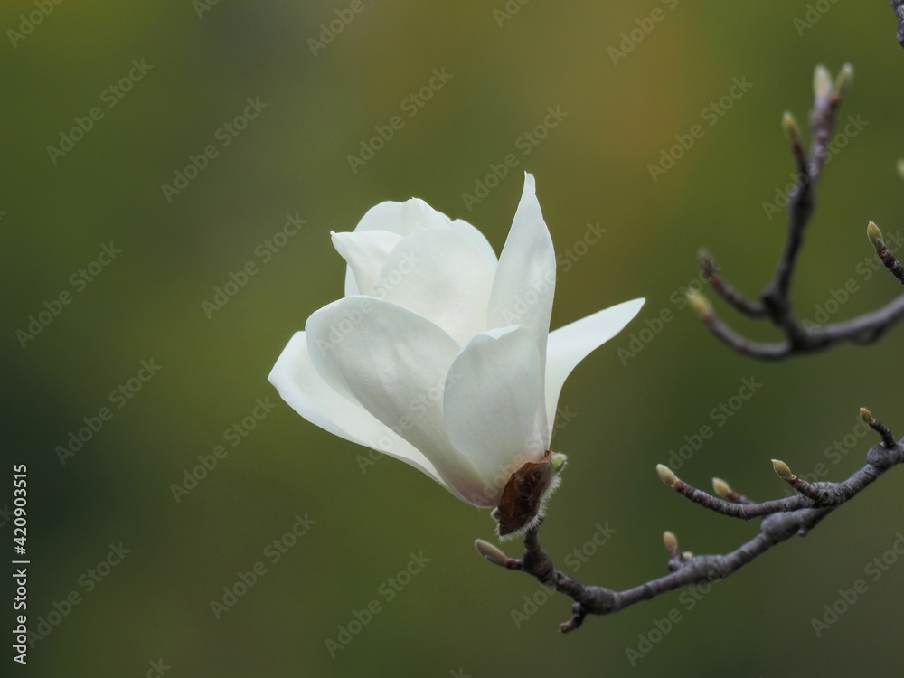 Obraz premium グリーンバックに咲くちょうど見頃のハクモクレンの花