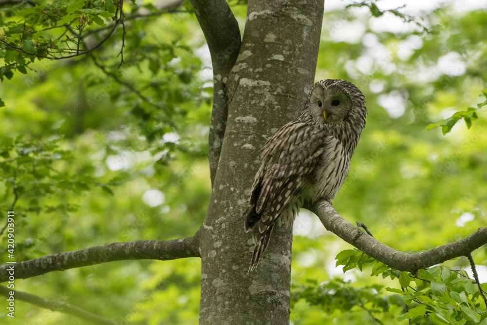 Ural owl (Strix uralensis) perched in tree looking back, Notranjska forest, Slovenia Ural owl (Strix uralensis) perched in tree looking back, Notranjska forest, Slovenia