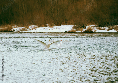 Two swans landing on river in winter, Domodossola, Piemonte, Italy photo