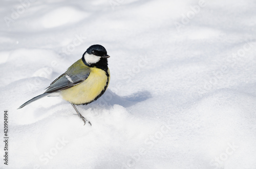 A young tit sits on a white snowy field.