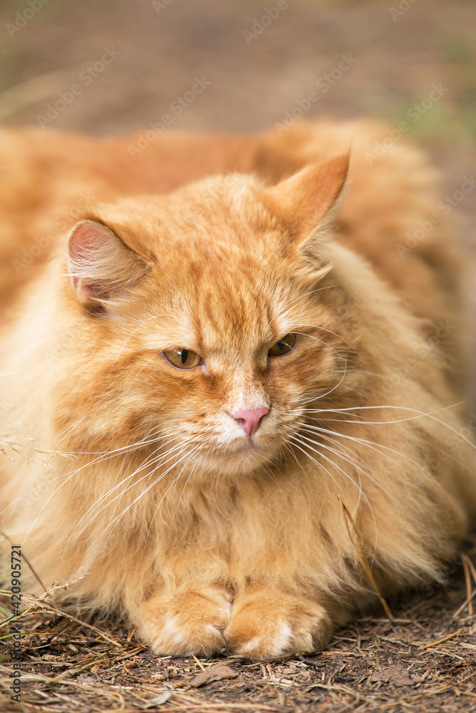 Beautiful fluffy red orange serious cat with insight attentive smart look portrait close up Beautiful fluffy red orange serious cat with insight attentive smart look portrait close up