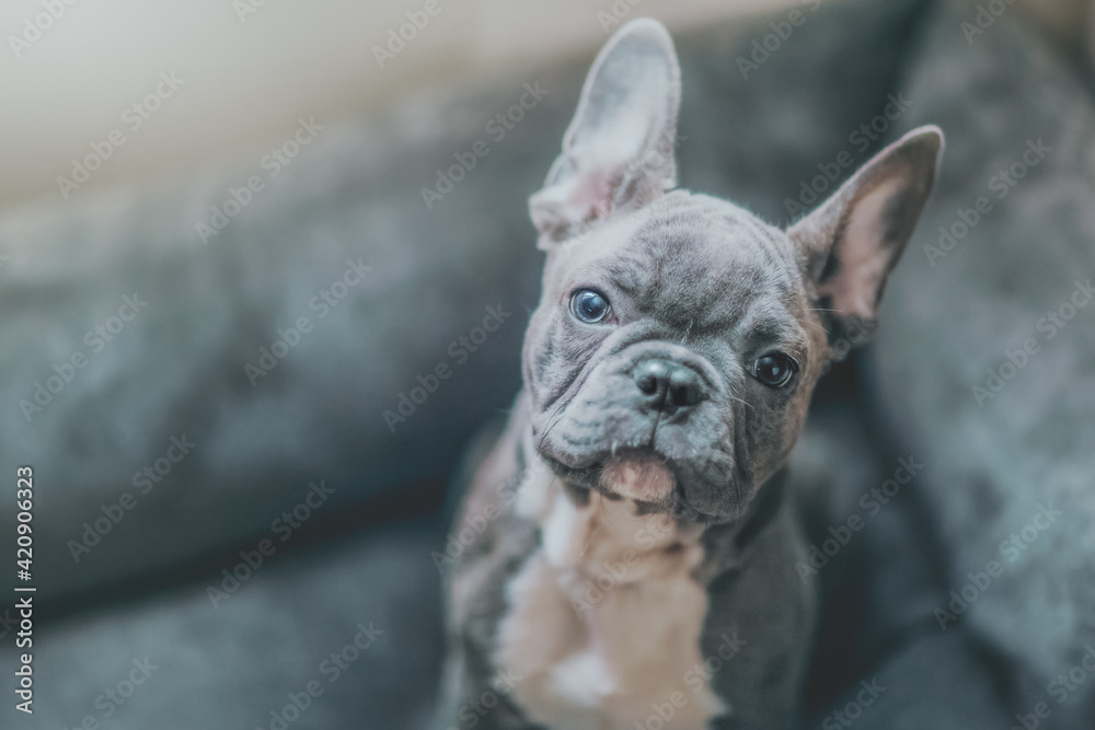 Portrait of French Bulldog puppy Portrait of French Bulldog puppy