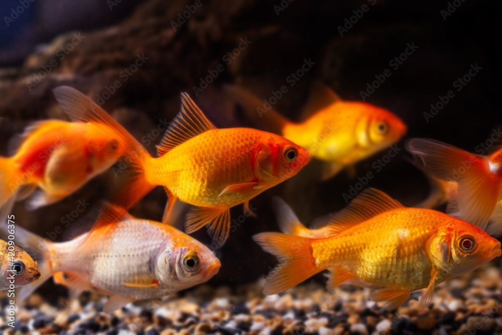 shoal of oranda and koi goldfish swim together, commercial aqua trade breed of wild Carassius auratus carp, popular ornamental fish in low light nature design concept shoal of oranda and koi goldfish swim together, commercial aqua trade breed of wild Carassius auratus carp, popular ornamental fish in low light nature design concept