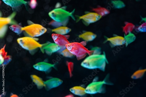 Fotografie neon glowing tetra Glofish breed, Gymnocorymbus ternetzi, colorful adults active