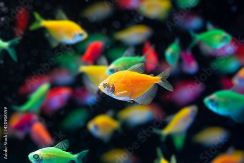 Obraz na plátně orange color tetra Glofish breed, Gymnocorymbus ternetzi, colorful adults active