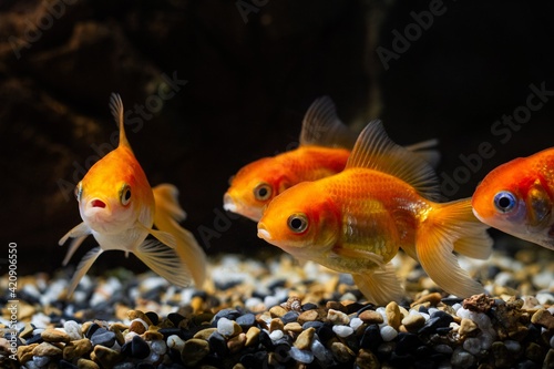 group of bright orange juvenile oranda goldfish, commercial aqua trade breed of wild Carassius auratus carp, popular ornamental pet in low light blurred background