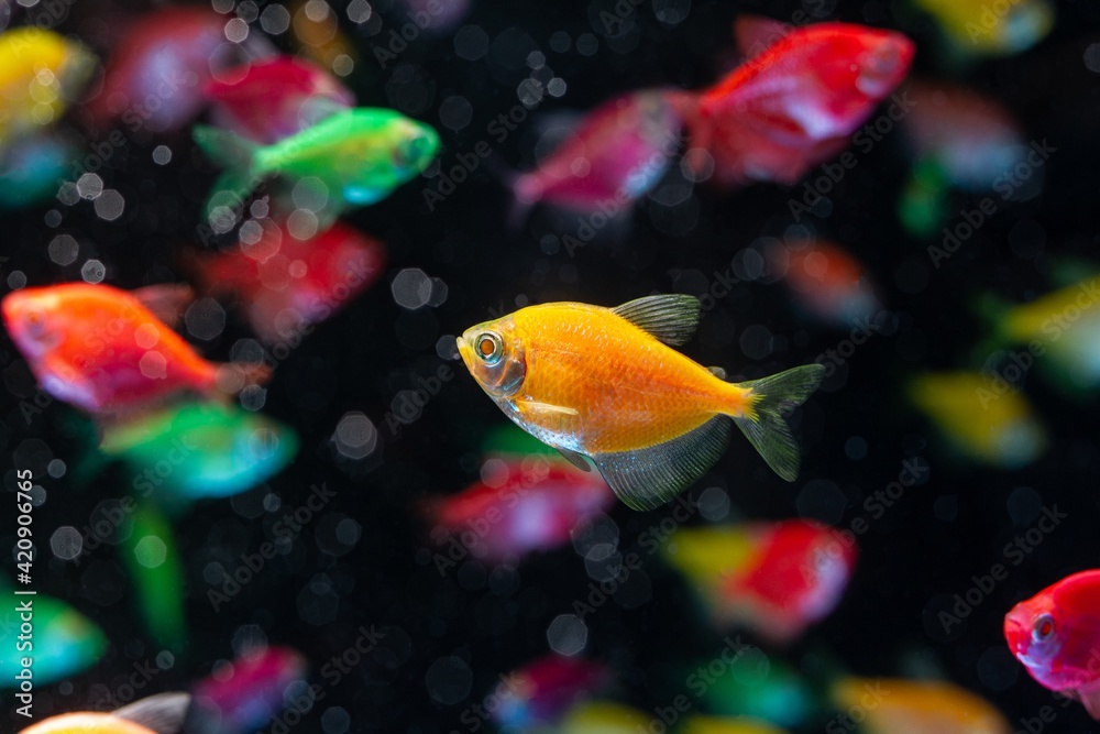 neon glowing orange tetra Glofish Gymnocorymbus ternetzi