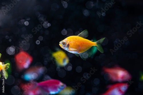 neon glowing orange tetra Glofish, Gymnocorymbus ternetzi, colorful adult swim in air bubbles, freshwater characin fish in natural aquarium, free space dark blur background