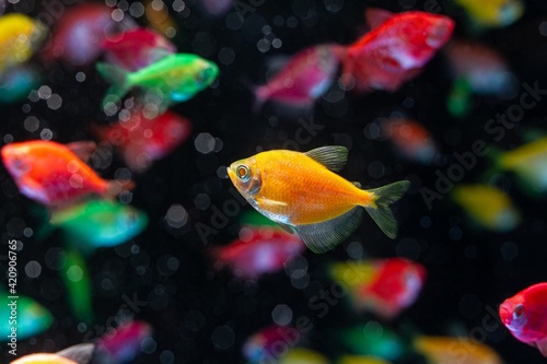neon glowing orange tetra Glofish, Gymnocorymbus ternetzi, colorful adults active and healthy, freshwater characin fish in natural aquarium, free space dark blur background