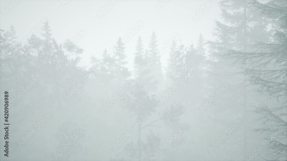 cloudy autumn day in the pine forest with fog cloudy autumn day in the pine forest with fog
