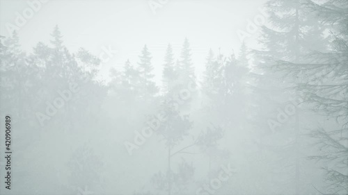 Wallpaper Mural cloudy autumn day in the pine forest with fog Torontodigital.ca