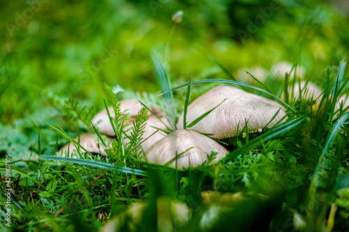 mushrooms in the grass
