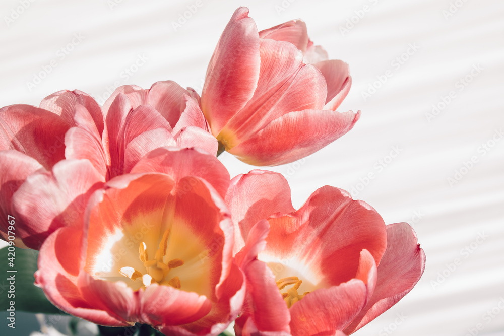Beautiful brightly lit pink tulips on light background. Bouquet of spring flowers. Festive floral background for postcard